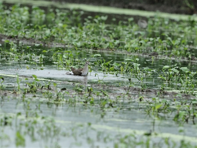 ^JuVM,Wood Sandpiper